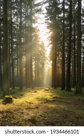 The warm  evening sunlight shining through the trees in a German forest in spring. Upright picture taken in the Taunus Region in Hesse Germany