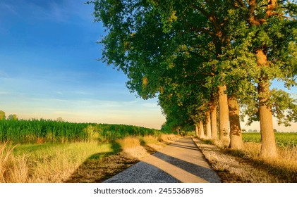 The warm glow of the setting sun bathes a tree-lined country road in soft light, casting long shadows and highlighting the verdant green of the surrounding fields.  - Powered by Shutterstock