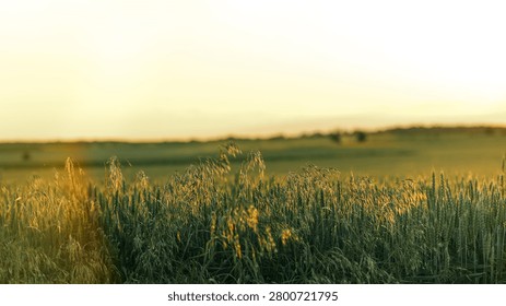 The warm glow of the setting sun casts a golden hue over a vast agricultural landscape filled with mature grain crops and wild grasses
