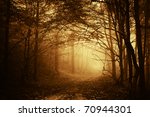 warm light falling on a road in a dark forest in autumn