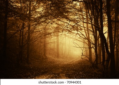 warm light falling on a road in a dark forest in autumn
