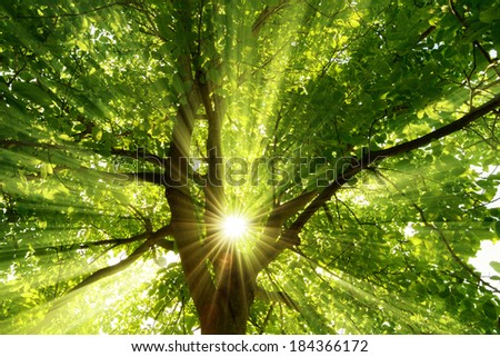 Similar – Image, Stock Photo Foliage forest in intense color