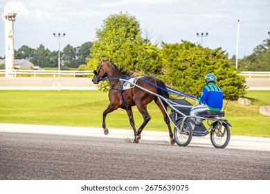Warm up practice exercise session at racetrack. Harness horse racing. Bay, two wheeled sulky, professional driver. Pacer pacing fast gait, speed. Equine athlete. Movement motion action. 