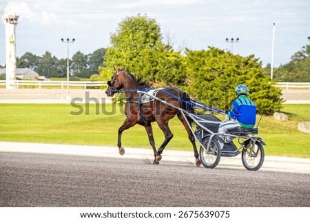 Warm up practice exercise session at racetrack. Harness horse racing. Bay, two wheeled sulky, professional driver. Pacer pacing fast gait, speed. Equine athlete. Movement motion action. 