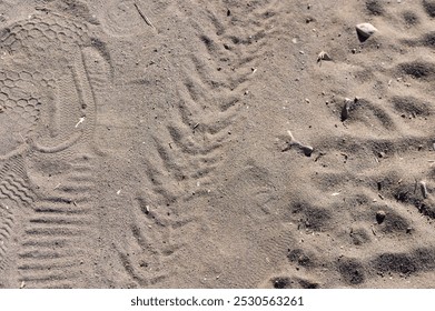 The warm sand is patterned with various animal tracks, revealing a lively ecosystem where creatures traverse the shore in search of food and shelter. - Powered by Shutterstock