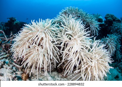 Warm Sea Surface Temperatures Cause Corals In The Western Pacific To Begin To Bleach. Bleaching Occurs When Symbiotic Algae, Known As Zooxanthellae, Are Expelled From Coral Tissue.