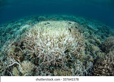 Warm Sea Temperatures Are Causing Coral Colonies To Bleach On A Reef In Indonesia. Bleaching Occurs When Environmental Factors Cause Coral Colonies To Lose Their Endosymbiotic Algae.