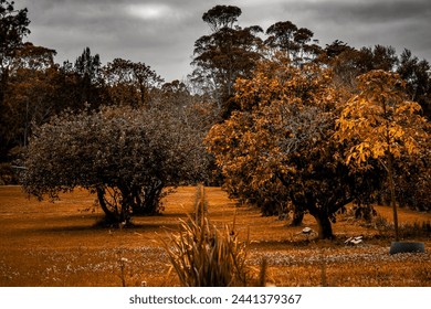 A warm sepia filter enhances the timeless charm of a peaceful orchard landscape.