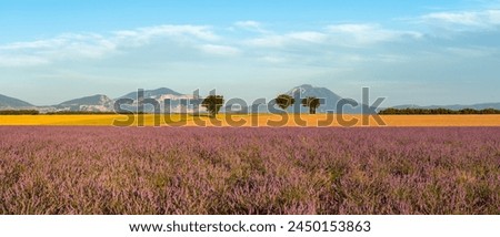 Warm soft sunset light on the lavender fields in Provence. Panoramic view of Valensole Plateau in the Alpes-de-Haute-Provence. France