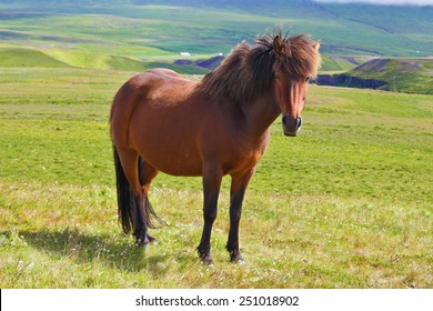 Warm Summer Day In Iceland. Farmer Sleek Bay Horse With A Light Mane. Green Lawn On The Shores Of The Fjord