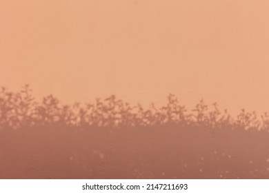 Warm Summer Shadows And Light On The Wall. Painted Plaster Wall Texture With Shadow Of Leaves On It. A Beige Background With Motion Blur Effect. Minimal Boho Style.