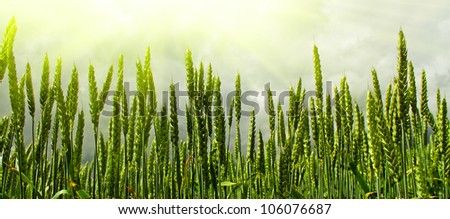 Similar – Image, Stock Photo wheat ears Field Wheat