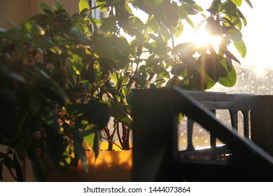 warm sun rays through leafs