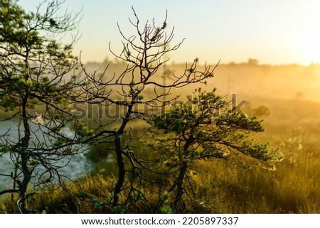 warm sun sunrise in swamp landscape, foggy bog with summer colors, natural swamp vegetation, swamp pines, beautiful view of marsh in the morning