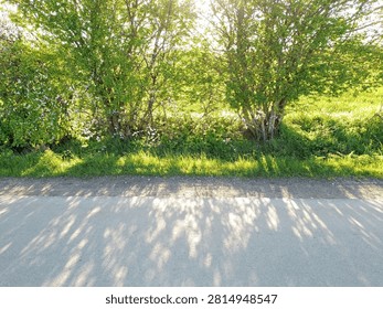 Warm sunlight filtering through leafy trees beside a quiet paved road.
