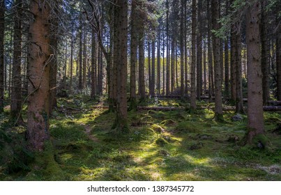 Warm Sunlight Filters Through Trees In A Snowdonia Woodland, Illuminating The Moss Covering The Floor. 