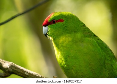 Warm Sunlight Shines On New Zealand Red Crowned Parakeet ( Kakariki )