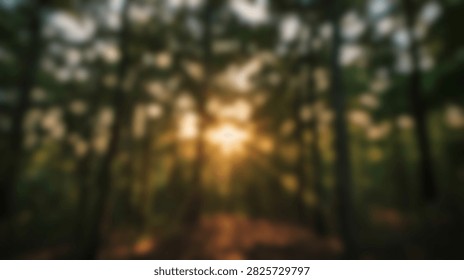 Warm sunlight streams through the trees creating a magical atmosphere in a lush forest during golden hour.