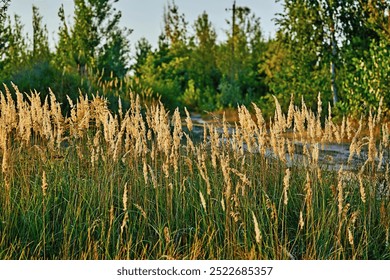 Warm sunny evening. Grass and dirt road                                - Powered by Shutterstock