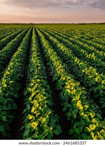 Warm sunset light bathing the endless rows of a vibrant soybean crop