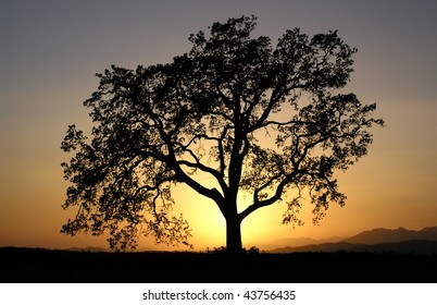 Warm Sunset Light Behind A Lone California Oak Tree.