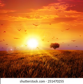 Warm sunset on the wild meadow. Intense sun setting down on a peaceful grass field with a flight of birds