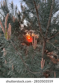 Warm sunset sun rays shining through the needles of a green pine tree with young spring shoots.