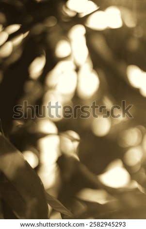 Similar – Image, Stock Photo Golden sunlight filters through a dynamic field of wheat with red poppies, creating a blurred, dreamlike effect