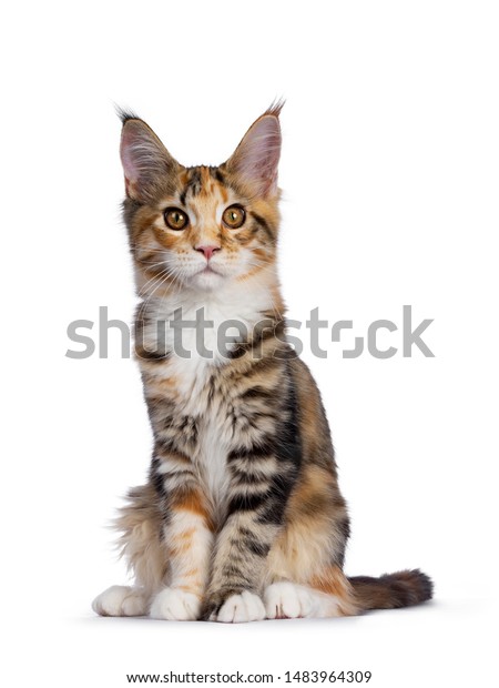 Warm Toned Cute Torbie Maine Coon Stock Photo Edit Now 1483964309