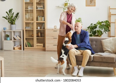 Warm toned full length portrait of loving senior couple playing with dog in cozy home interior, copy space