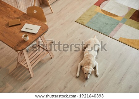 Warm toned high angle view at white Labrador dog lying on floor and waiting for owner in modern home interior, copy space