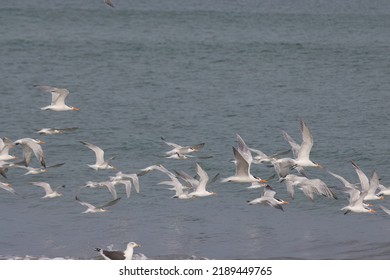 Warm Winter Day On The Beach With Seabirds In Indialantic Florida