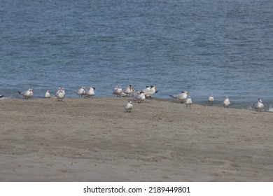 Warm Winter Day On The Beach With Seabirds In Indialantic Florida