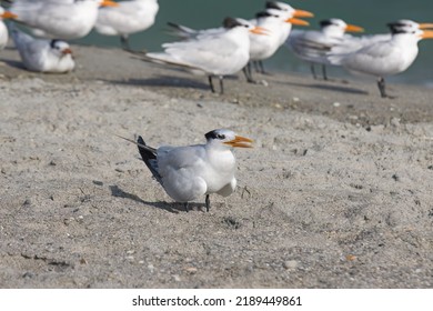 Warm Winter Day On The Beach With Seabirds In Indialantic Florida