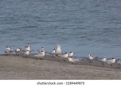 Warm Winter Day On The Beach With Seabirds In Indialantic Florida