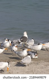 Warm Winter Day On The Beach With Seabirds In Indialantic Florida