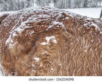 Warm Winter Hair Of Horses Standing Behing The Electric Fence In Heavy Snowfall. Mountain Farm Animals  In The Winter. Horses In Blizzard. 