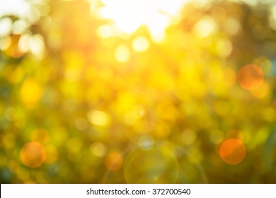 Warm Yellow Golden Color Tone Blurred Nature Background Of A View Looking Up Through The Orange Foliage Of A Tree Against The Sky Facing Sun Flare And Bokeh: Blurry Natural Greenery Bokeh