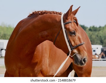 Warmblood chestnut horse outside close up - Shutterstock ID 2148818679