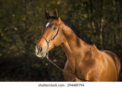 Warmblood Chestnut Portrait Stock Photo 294489794 | Shutterstock