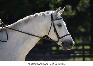 Warmblood Gelding In The Morning Sunlight