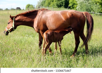 Warmblood Mare Breastfeeding Her Newborn Foal Stock Photo 1106671667 ...