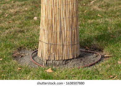 Warming, wrapping of a tree, the sapling before frosts, work of people on preparation of trees for winter.