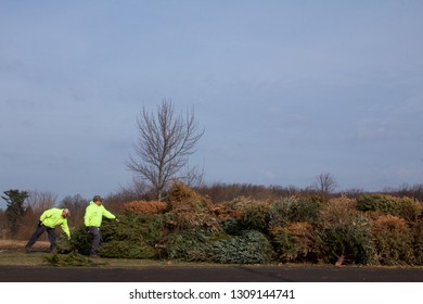 Warminster, Pennsylvania / USA - February 6, 2019: After The Holidays, Christmas Trees Are Ground Up Into Mulch By A Wood Chipper By Municipal Workers.