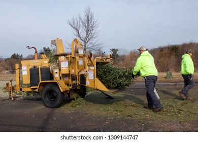 Warminster, Pennsylvania / USA - February 6, 2019: After The Holidays, Christmas Trees Are Ground Up Into Mulch By A Wood Chipper By Municipal Workers.