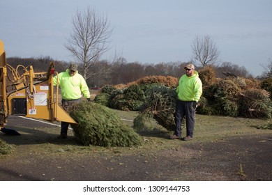 Warminster, Pennsylvania / USA - February 6, 2019: After The Holidays, Christmas Trees Are Ground Up Into Mulch By A Wood Chipper By Municipal Workers.