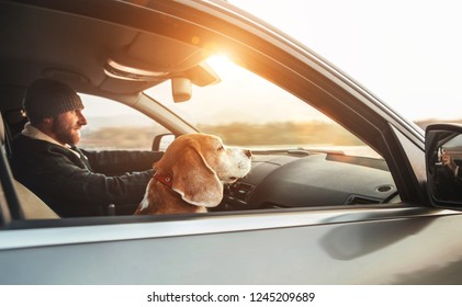 Warmly dressed man enjoying the modern car driving with his beagle dog sitting on the co-driver passenger seat. Traveling with pets concept.