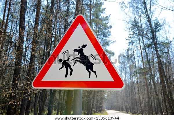 Warning road sign of a\
possible attack by wild elks on humans. Sign about of wild moose on\
a forest road.
