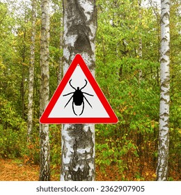 Warning sign beware of Ticks in infested area in birch forest. Lyme disease and tick-borne meningitis (meningoencephalitis) transmitter