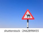 Warning sign of Camel Crossing in jordan valley highway : Aqaba, Jordan